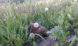 3 место - Антонова Вероника, Ёжик, художественная фотография, Куркина Мария Александровна, Великовражская СШ, 13 лет