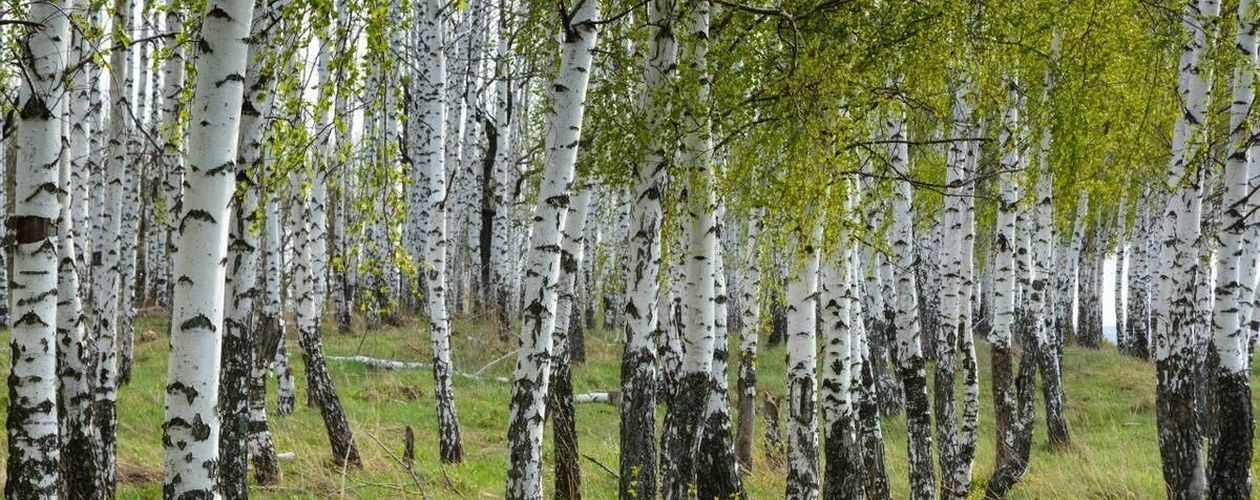 Янтарное денежное дерево 