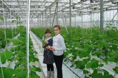 Как помочь растениям не погибнуть от холода?