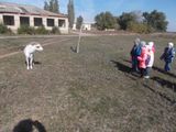 это коза