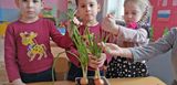 Решили часть срезать на салат